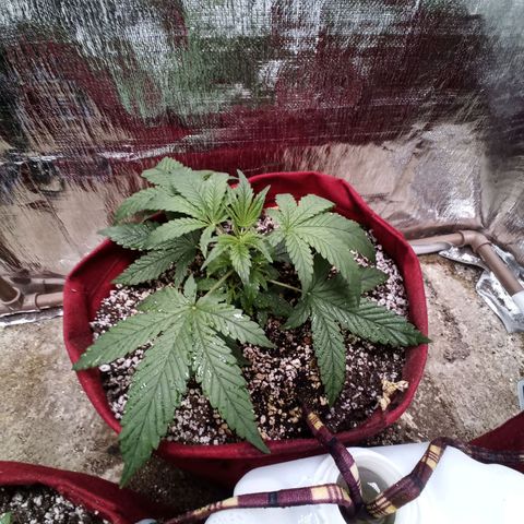 White Window #2 growlog timeline photo