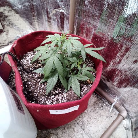 White Window #1 growlog timeline photo