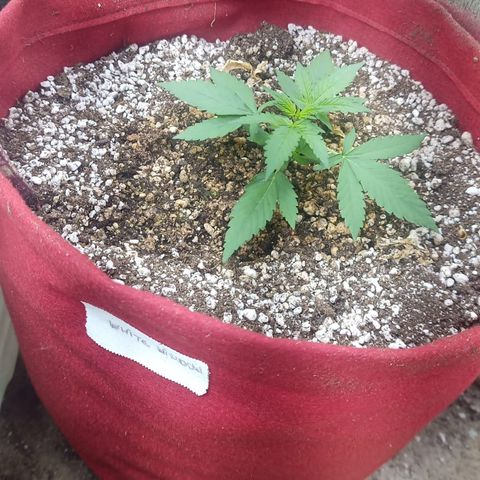 White Window #1 growlog timeline photo
