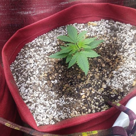White Window #2 growlog timeline photo