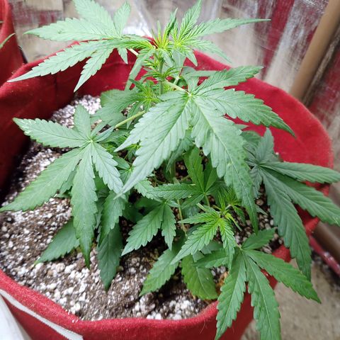 White Window #1 growlog timeline photo