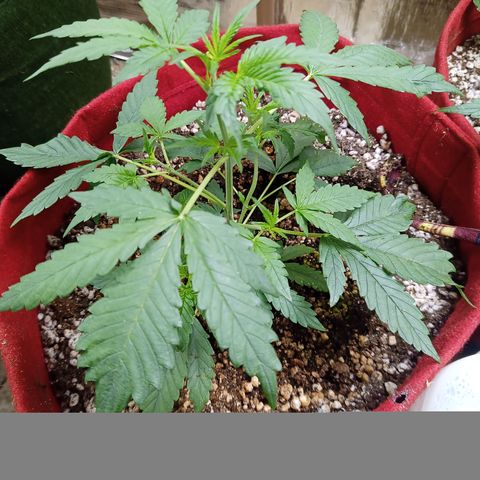 White Window #2 growlog timeline photo