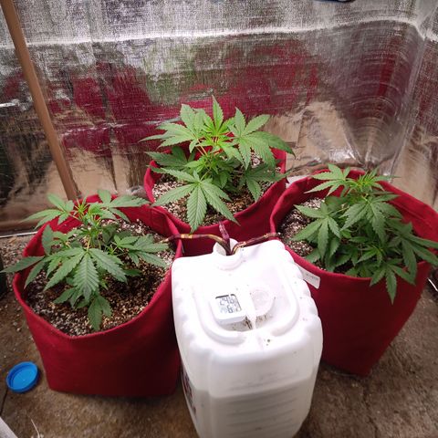 White Window #1 growlog timeline photo