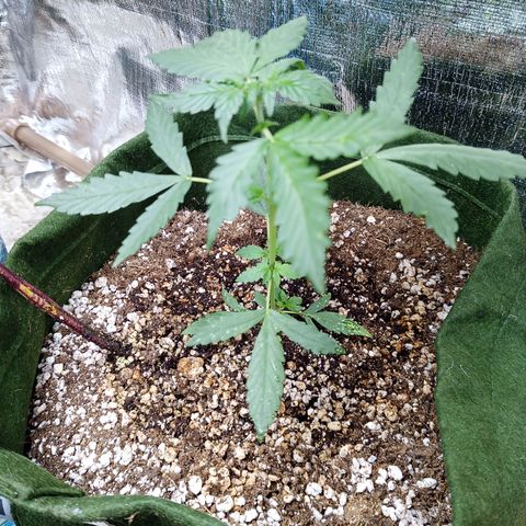 Sweet Breeze growlog timeline photo