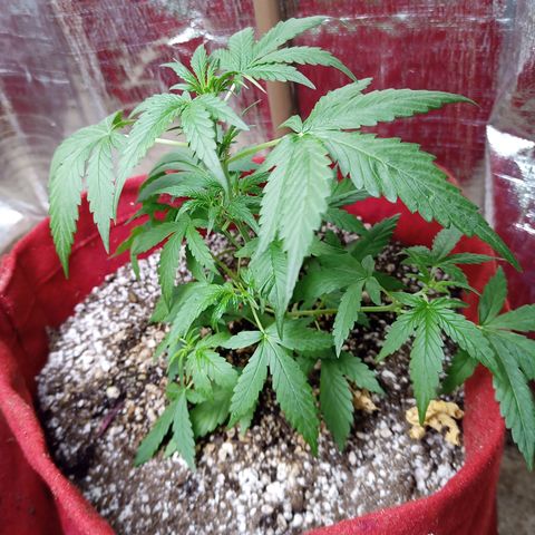 White Window #1 growlog timeline photo
