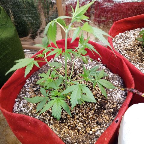White Window #2 growlog timeline photo