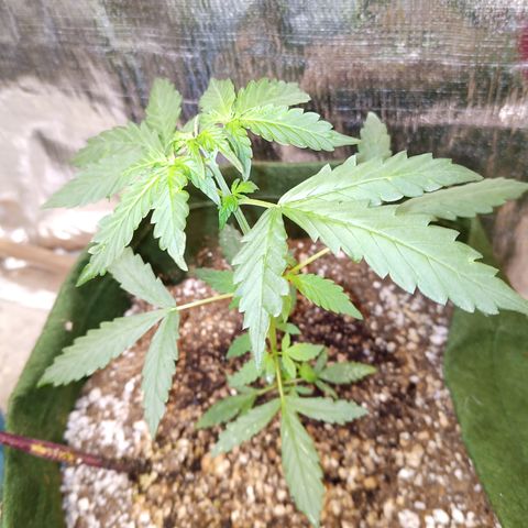 Sweet Breeze growlog timeline photo