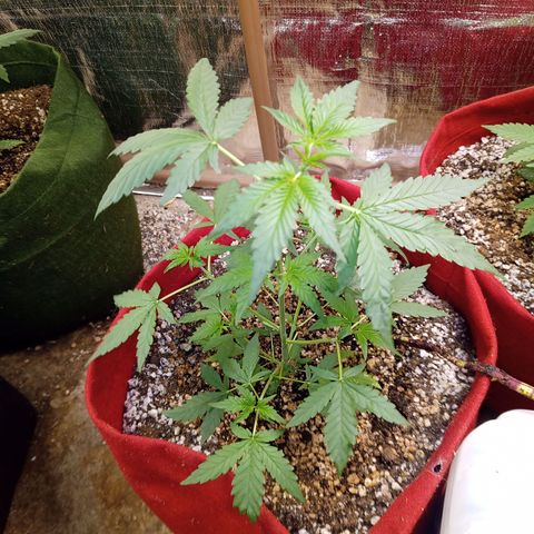 White Window #2 growlog timeline photo