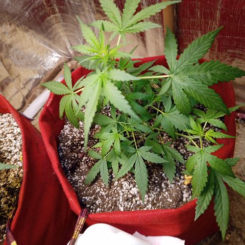 White Window #1 growlog timeline photo