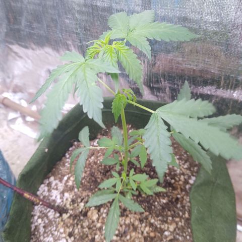 Sweet Breeze growlog timeline photo