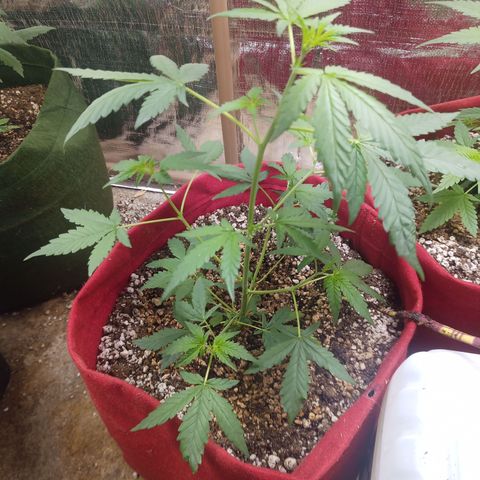 White Window #2 growlog timeline photo