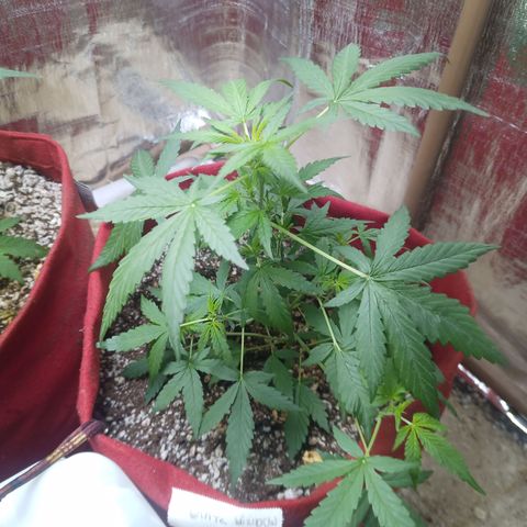 White Window #1 growlog timeline photo