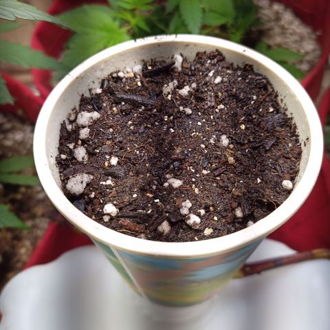 Madre Gorila Ghost growlog photo: semente foi pra terra já com a radicula exposta