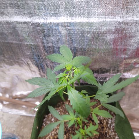 Sweet Breeze growlog timeline photo