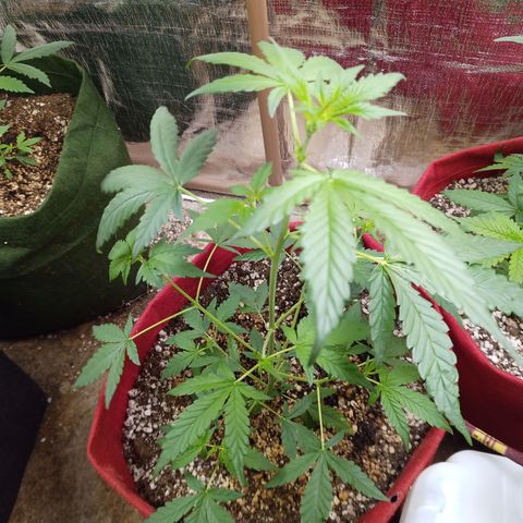 White Window #2 growlog timeline photo