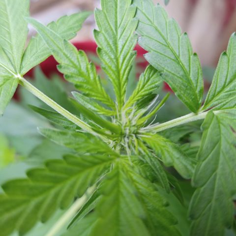White Window #1 growlog photo: primeiros pistilos