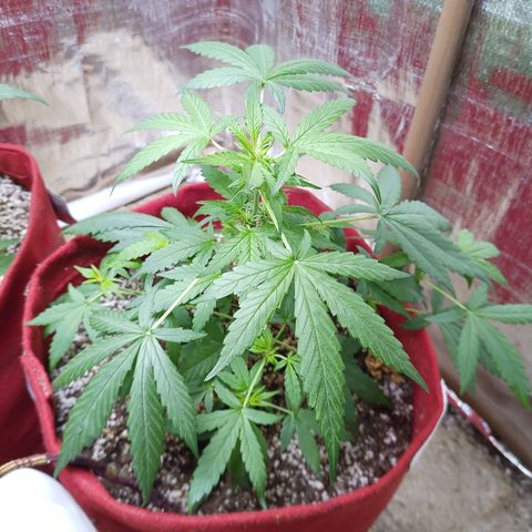 White Window #1 growlog photo: primeiros pistilos