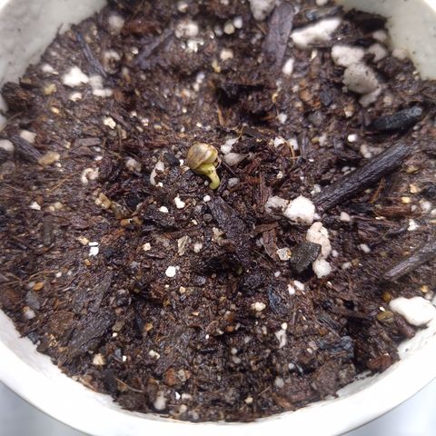 Madre Gorila Ghost growlog timeline photo