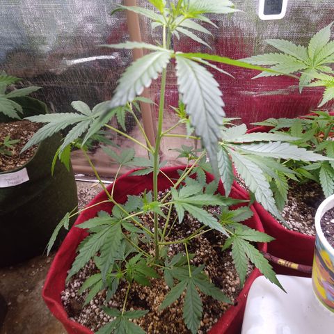 White Window #2 growlog timeline photo
