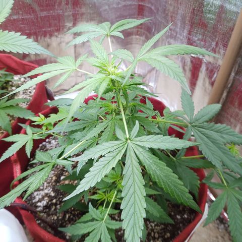 White Window #1 growlog timeline photo