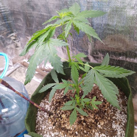 Sweet Breeze growlog timeline photo