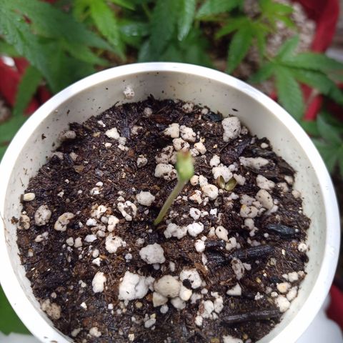 Madre Gorila Ghost growlog timeline photo