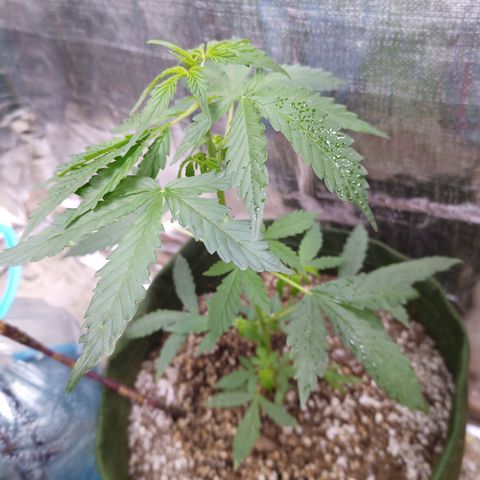 Sweet Breeze growlog timeline photo