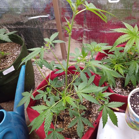 White Window #2 growlog timeline photo