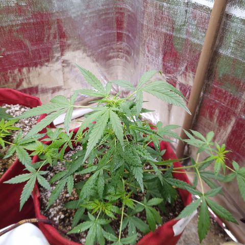 White Window #1 growlog timeline photo