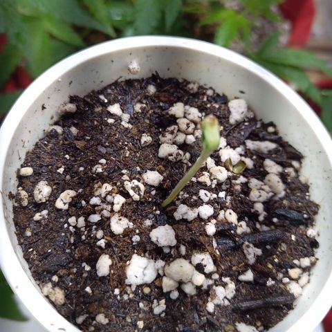 Madre Gorila Ghost growlog timeline photo