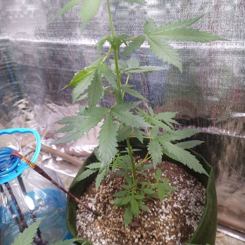 Sweet Breeze growlog timeline photo