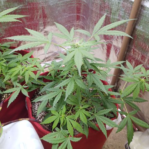 White Window #1 growlog timeline photo