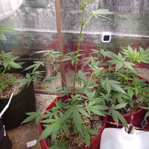 White Window #2 growlog timeline photo