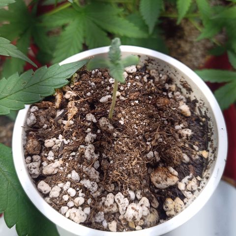 Madre Gorila Ghost growlog timeline photo