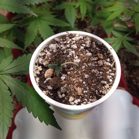 Madre Gorila Ghost growlog timeline photo