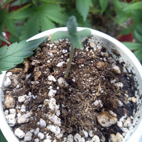 Madre Gorila Ghost growlog timeline photo