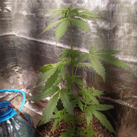 Sweet Breeze growlog timeline photo
