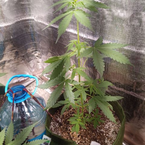 Sweet Breeze growlog timeline photo