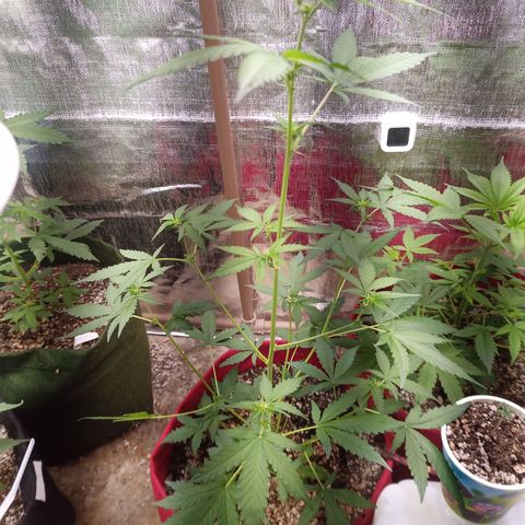 White Window #2 growlog timeline photo