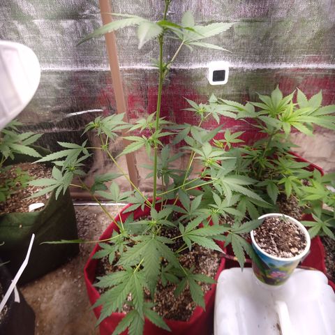 White Window #2 growlog timeline photo