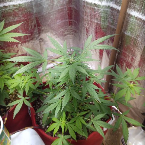 White Window #1 growlog timeline photo