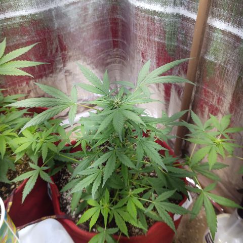 White Window #1 growlog timeline photo