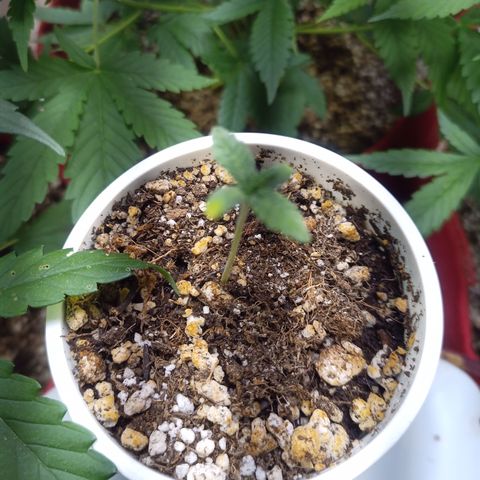 Madre Gorila Ghost growlog timeline photo