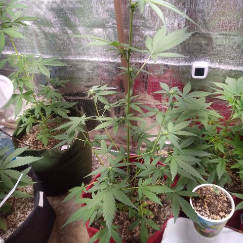 White Window #2 growlog timeline photo