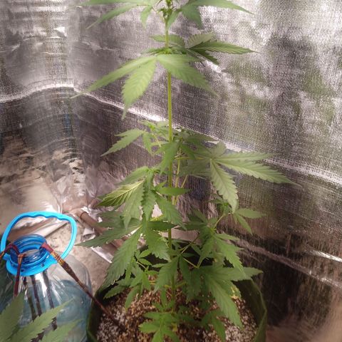 Sweet Breeze growlog timeline photo