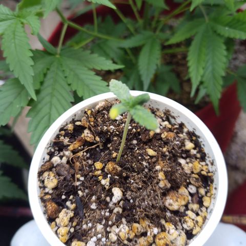 Madre Gorila Ghost growlog timeline photo