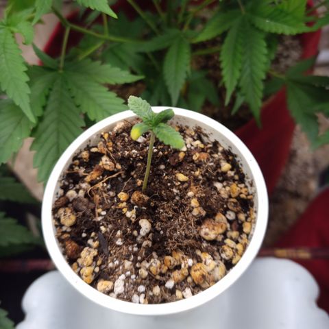 Madre Gorila Ghost growlog timeline photo