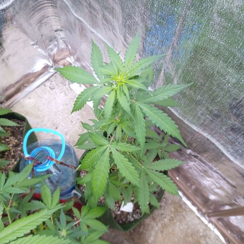 Sweet Breeze growlog timeline photo
