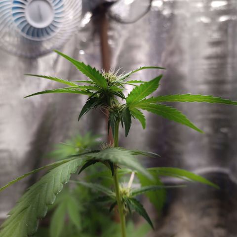 White Window #2 growlog timeline photo