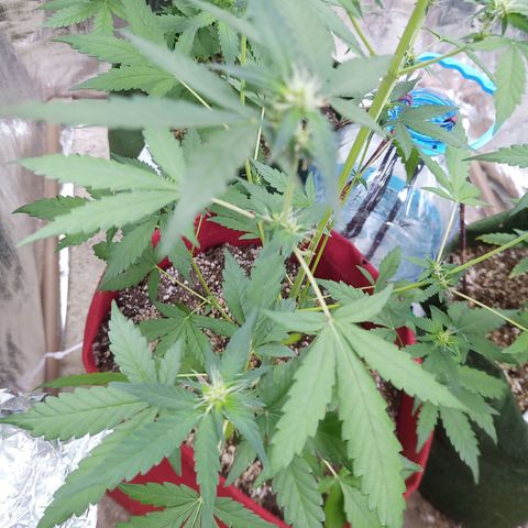 White Window #2 growlog timeline photo